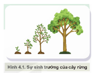 Quan sát Hình 4.1 và cho biết thế nào là sinh trưởng của cây rừng. Cây rừng trải qua những giai đoạn sinh trưởng, phát triển nào?   (ảnh 1)