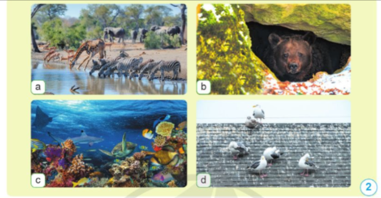 Kể tên các điều kiện sống mà môi trường cung cấp cho sinh vật trong các hình 1 và 2. Môi trường nhận lại từ các sinh vật đó những gì? (ảnh 2)
