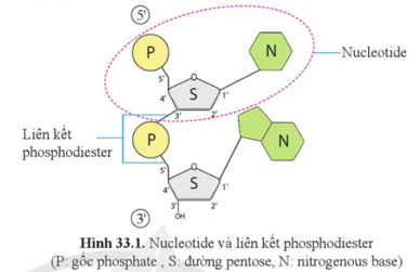 Quan sát hình 33.1, cho biết một nucleotide gồm những thành phần nào.    (ảnh 1)