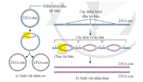 Quan sát hình 34.1:    a) Nêu kết quả của quá trình tái bản.  b) Chỉ ra chi tiết thể hiện DNA tái bản theo nguyên tắc bán bảo toàn.  (ảnh 1)