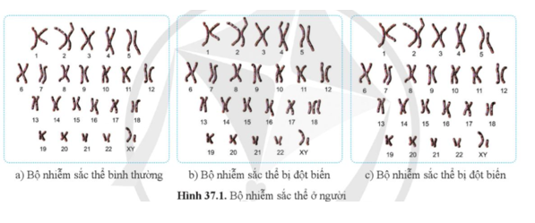 Quan sát hình 37.1, cho biết hình 37.1b và 37.1c có gì khác so với hình 37.1a về cấu trúc và số lượng.  (ảnh 1)