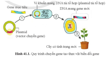 Quan sát hình 41.1, cho biết:   a) Các bước thực hiện để tạo DNA tái tổ hợp mang gene mục tiêu.  b) Gene mục tiêu có vai trò gì trong cơ thể sinh vật mới?  (ảnh 1)