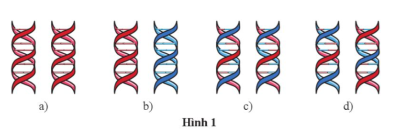 Hình 1 thể hiện hai phân tử DNA được tạo ra sau quá trình tái bản. Mạch DNA màu xanh thể hiện mạch DNA mẹ truyền cho. Mạch DNA màu đỏ thể hiện mạch mới được tổng hợp. (ảnh 1)
