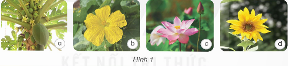Nêu tên các cây có hoa trong hình 1. Hoa có chức năng gì? (ảnh 1)
