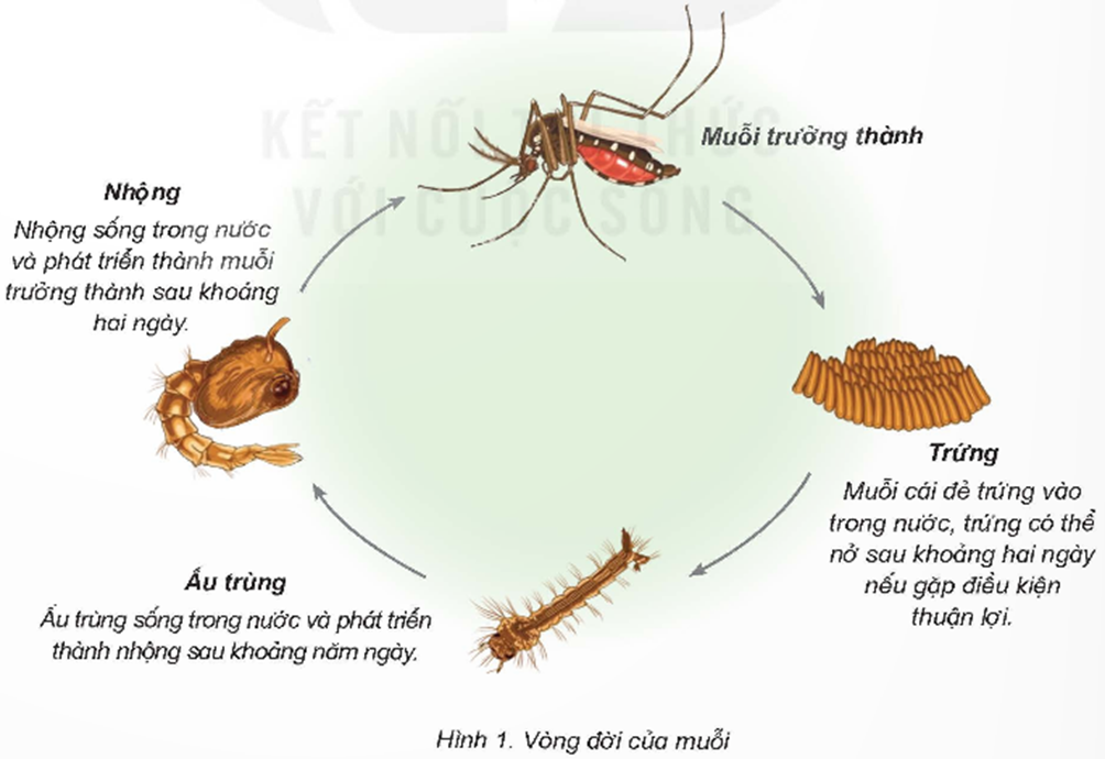 Quan sát hình 1, đọc thông tin và thực hiện: - Nêu tên các giai đoạn phát triển chính trong vòng đời của muỗi. (ảnh 1)