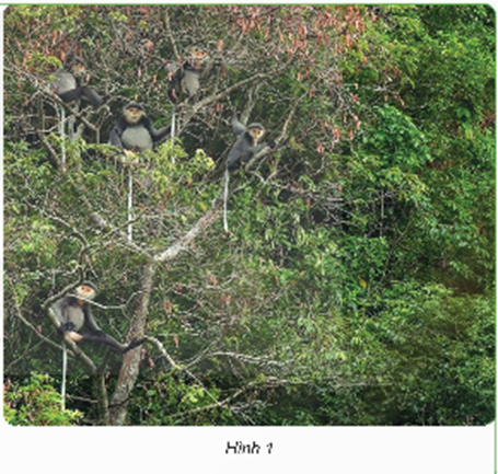 Quan sát hình 1, dự đoán sự thay đổi của thực vật và đàn chà vá chân đen nếu rừng bị tàn phá. (ảnh 1)