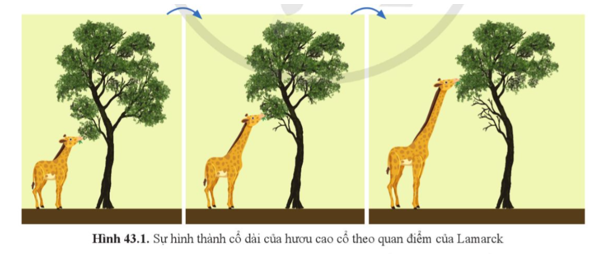 Quan sát hình 43.1 và mô tả quá trình hình thành cổ dài của hươu cao cổ theo quan điểm của Lamarck.  (ảnh 1)