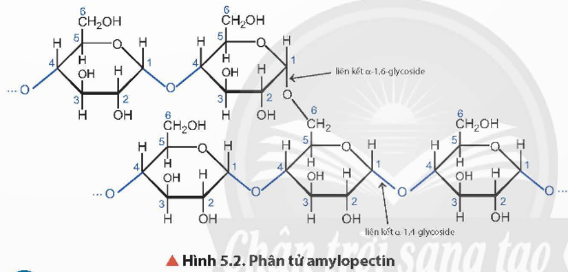 Nguyên nhân amylopectin có mạch phân nhánh? (ảnh 1)