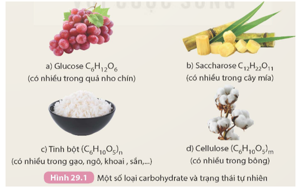 Quan sát công thức phân tử của một số carbohydrate trong Hình 29.1 và thực hiện các yêu cầu sau: 1. Carbohydrate được tạo thành từ những nguyên tố nào? (ảnh 1)