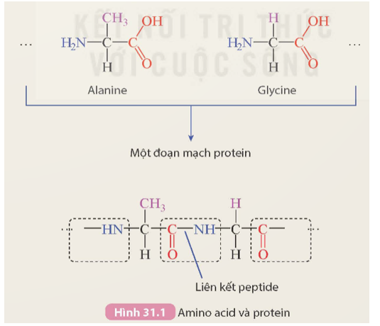 Hình 31.1 mô tả một số amino acid (alanine và glycine) và một đoạn mạch protein tạo thành từ các amino acid này. Quan sát Hình 31.1 và thực hiện các yêu cầu sau: 1. Điểm giống và khác nhau giữa các amino acid này là gì? (ảnh 1)