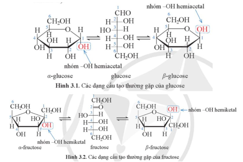 Quan sát Hình 3.1 và Hình 3.2, cho biết vì sao nói glucose và fructose thuộc loại hợp chất polyhydroxy carbonyl. (ảnh 1)