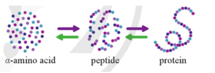 Quan sát hình bên và nhận xét về mối quan hệ giữa protein, peptitd và các α-amino acid. (ảnh 1)