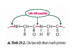 Quan sát Hình 29.2, hãy nêu nhận xét về đặc điểm cấu tạo của protein. (ảnh 1)