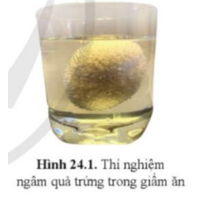 Quan sát hình 24.1, mô tả và giải thích hiện tượng xảy ra. Có hiện tượng trên là do trong giấm ăn (ảnh 1)