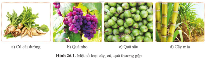 Quan sát hình 26.1 và cho biết những loại củ, quả, thân thực vật nào có vị ngọt. Vị ngọt đó được tạo ra bởi loại hợp chất nào? Glucose (ảnh 1)