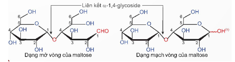 Đường ăn (saccharose) là chất làm ngọt phổ biến trong sản xuất thực phẩm, còn đường mạch nha (maltose) chủ yếu sử dụng để sản xuất bia. Saccharose và maltose có cấu tạo như thế nào? Chúng có tính chất hoá học cơ bản nào? (ảnh 2)