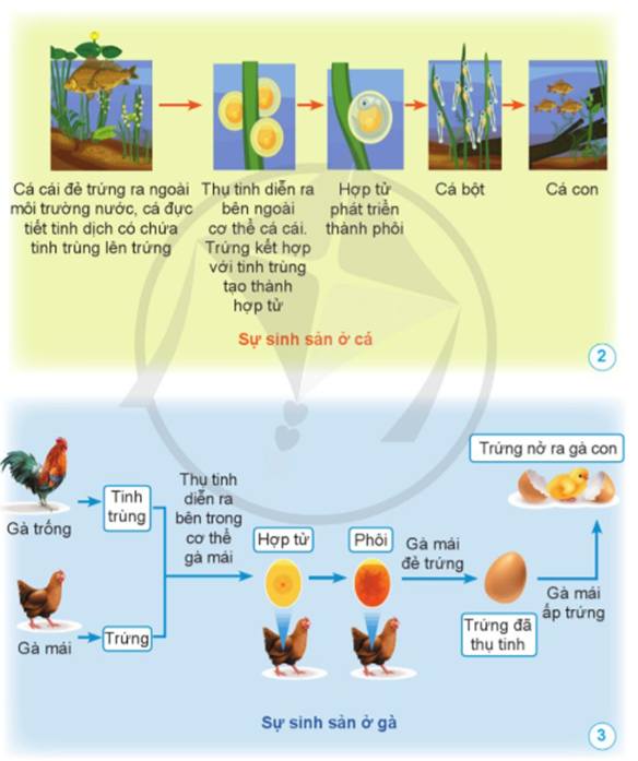 Chỉ vào hình và nói về sự sinh sản của động vật ở hình 2 và hình 3. (ảnh 1)