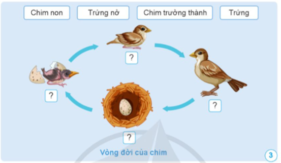Sắp xếp các từ ngữ đã cho phù hợp với mỗi giai đoạn trong vòng đời của những động vật ở hình 2 và 3.   (ảnh 2)