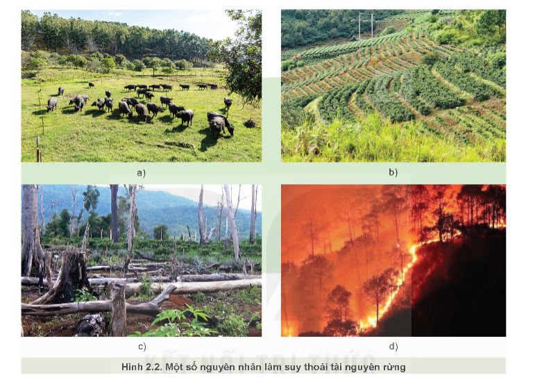 Quan sát Hình 2.2 và phân tích các nguyên nhân làm suy thoái tài nguyên rừng (ảnh 1)