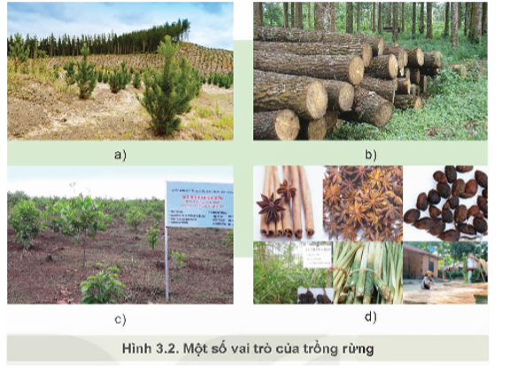 Quan sát Hình 3.2 và nêu các vai trò của trồng rừng?   (ảnh 1)