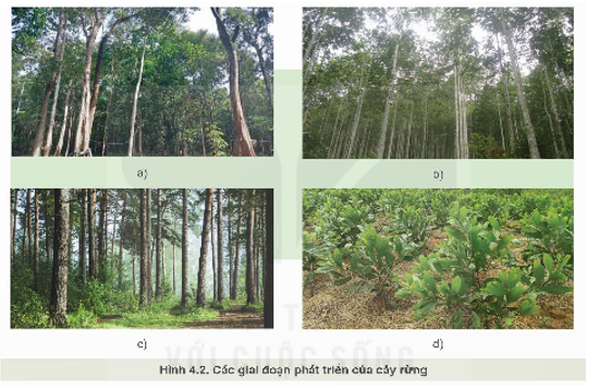 Nêu các giai đoạn phát triển của cây rừng tương ứng với Hình 4.2a, b, c, d. (ảnh 1)