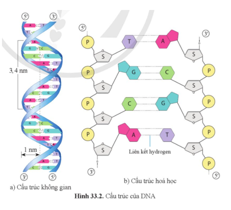 Quan sát hình 33.2:  a) Các nucleotide khác nhau ở thành phần nào?  b) Mô tả cấu trúc của DNA.  (ảnh 1)