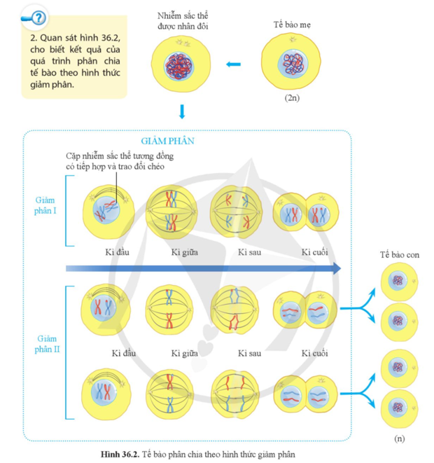 Quan sát hình 36.2, cho biết kết quả của quá trình phân chia tế bào theo hình thức giảm phân.  (ảnh 1)