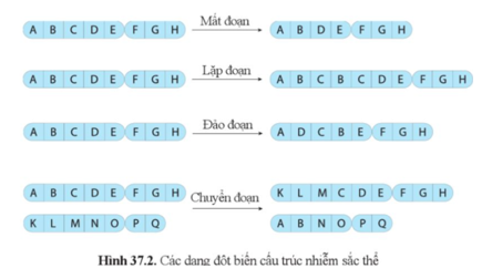 Quan sát hình 37.2, nhận xét sự sai khác của nhiễm sắc thể bị đột biến so với dạng ban đầu.  (ảnh 1)