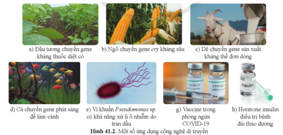 Hình 41.2 minh họa một số ví dụ về ứng dụng công nghệ di truyền trong thực tiễn. Hãy sắp xếp (ảnh 1)