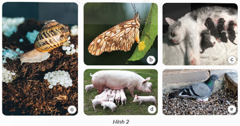 Quan sát hình 2, nêu tên động vật đẻ trứng và động vật đẻ con. (ảnh 1)