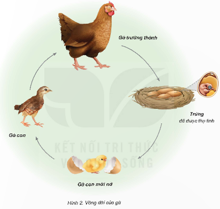Quan sát sơ đồ vòng đời của gà trong hình 2 và thực hiện: - Nêu tên các giai đoạn phát triển của gà. - Nhận xét về hình dạng của gà con so với gà trưởng thành. (ảnh 1)