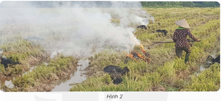 Trên đường về quê, em thấy sau mùa gặt người nông dân thường đốt rơm rạ trên đồng ruộng (hình 2). (ảnh 1)