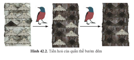 Quan sát hình 42.2, cho biết sự thay đổi tỉ lệ cá thể bướm màu sáng và màu tối ở quần thể bướm đêm.    (ảnh 1)