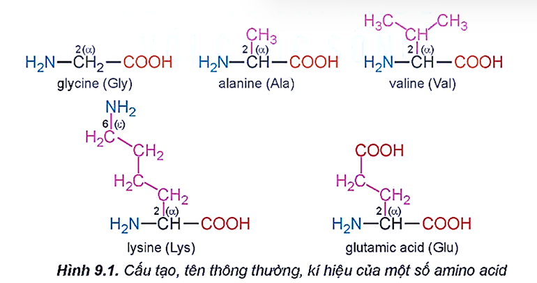 Hãy nhận xét đặc điểm chung về cấu tạo của các amino acid dưới đây: (ảnh 1)
