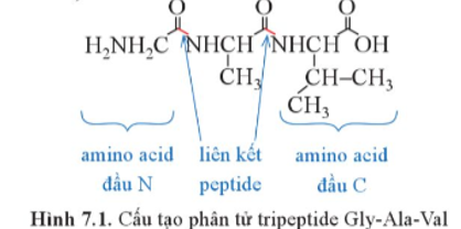 Quan sát Hình 7.1 và cho biết những nhóm chức nào trong phân tử các α-amino acid đã tham gia hình thành liên kết peptide. (ảnh 1)