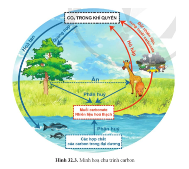 Từ hình 32.3, hãy chỉ ra: a) Tên gọi các quá trình hấp thụ khí CO2 từ bầu khí quyền. b) Tên gọi các quá trình phát thải khí CO2 trở lại bầu khí quyền. c) Quá trình hợp chất của carbon trong thực vật chuyển thành CO2 phát thải vào bầu khí quyển.   (ảnh 1)