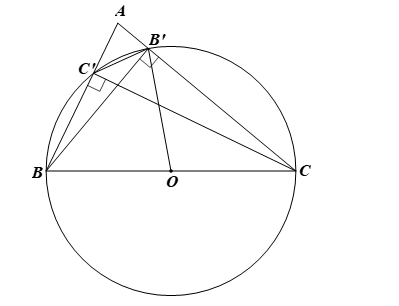 Cho tam giác ABC có hai đường cao BB’ và CC’. Gọi O là trung điểm của BC. (ảnh 1)