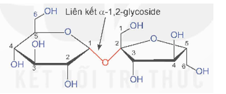 Tại sao saccharose chỉ tồn tại ở dạng mạch vòng, trong khi maltose tồn tại đồng thời ở dạng mở vòng và mạch vòng? (ảnh 1)