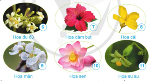 Phân biệt hoa đơn tính và hoa lưỡng tính - Chuẩn bị: Một số bông hoa khác nhau có ở nơi em sống hoặc hình ảnh một số hoa. (ảnh 1)