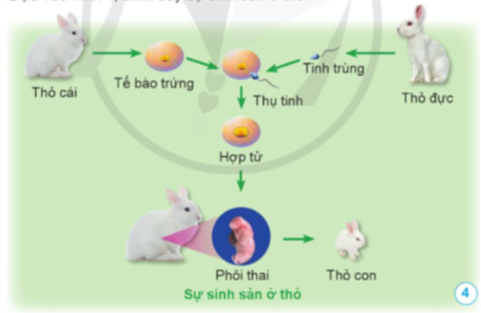 Dựa vào hình 4, trình bày sự sinh sản ở thỏ (ảnh 1)