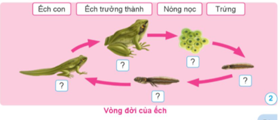 Sắp xếp các từ ngữ đã cho phù hợp với mỗi giai đoạn trong vòng đời của những động vật ở hình 2 và 3.   (ảnh 1)