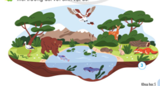 Chọn một sinh vật trong hình 3 và trình bày các chức năng của môi trường với sinh vật đó. (ảnh 1)