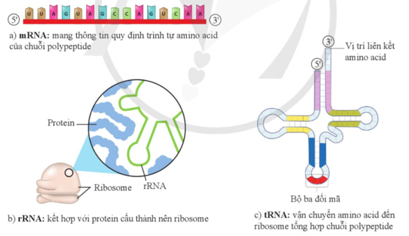 Phân biệt các loại RNA được thể hiện trong hình 33.3.    (ảnh 1)