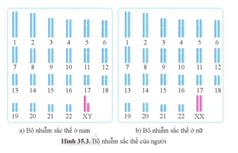Đọc thông tin và quan sát hình 35.3, cho biết cặp nhiễm sắc thể nào là cặp nhiễm sắc thể giới tính. Vì sao?  (ảnh 1)