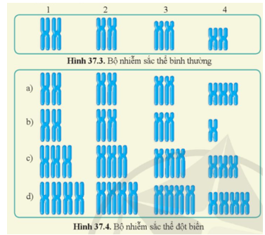 Quan sát hình 37.3, 37.4, nêu tên loại đột biến được thể hiện ở mỗi trường hợp trong hình 37.4.    (ảnh 1)