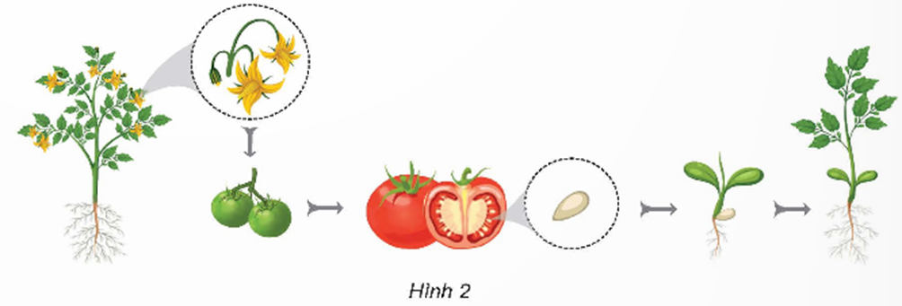 Quan sát hình 2 và cho biết: - Tên cơ quan sinh sản của cây cà chua. (ảnh 1)