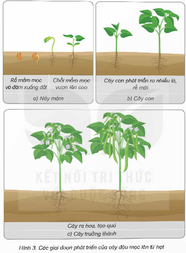 Quan sát hình 3, đọc thông tin và thực hiện: - Nêu tên các giai đoạn phát triển chính của cây đậu mọc lên từ hạt. (ảnh 1)