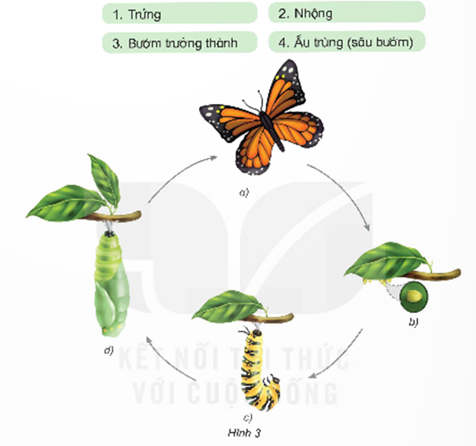 Hình 3 mô tả các giai đoạn phát triển trong vòng đời của bướm. - Ghép các ô chữ tên các giai đoạn phát triển trong vòng đời của bướm với hình tương ứng. (ảnh 1)