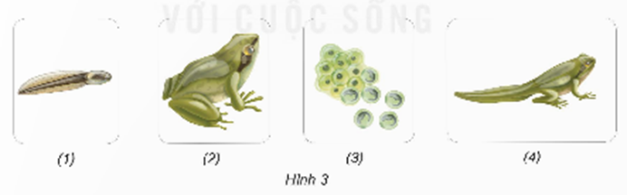 Tìm hiểu các giai đoạn phát triển của ếch. - Sắp xếp các giai đoạn theo trình tự phát triển vòng đời của ếch trong hình 3. (ảnh 1)