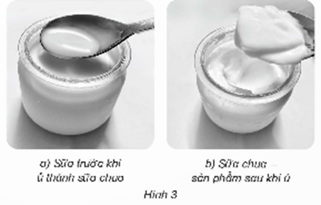 Đọc thông tin ở trên, quan sát hình 3 và trả lời câu hỏi: - Sữa chua và sữa trước khi ủ có những khác biệt gì về mùi, vị, độ đặc? (ảnh 1)